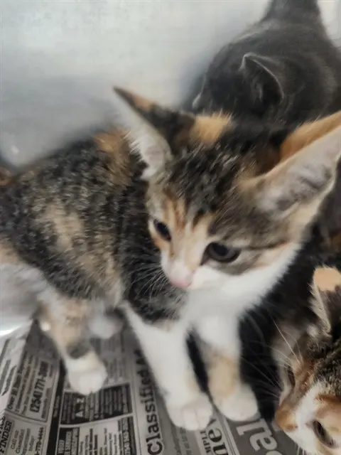 Adoptable Cat