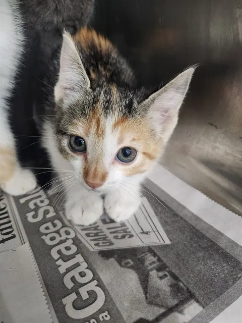 Adoptable Cat