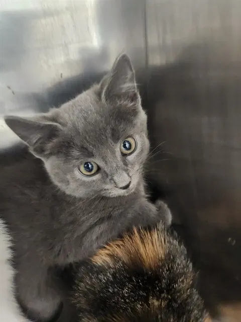Adoptable Cat
