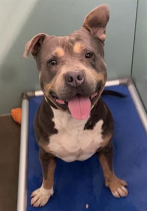 Adoptable Dog