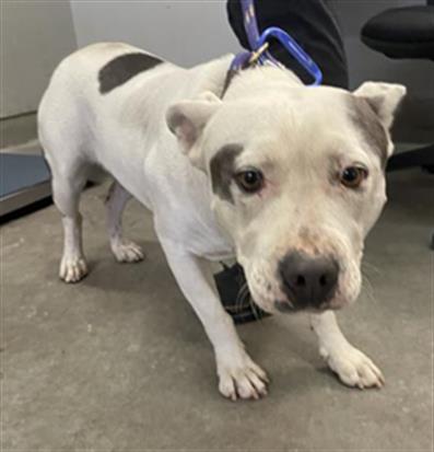 Adoptable Dog