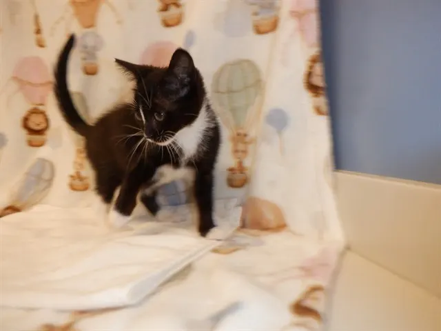 Domino