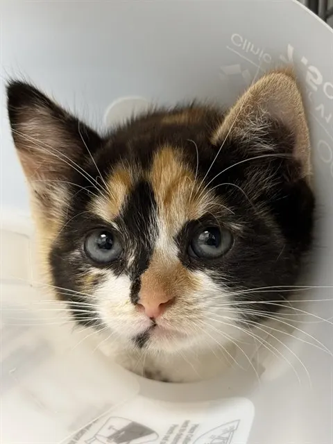 Tortilla