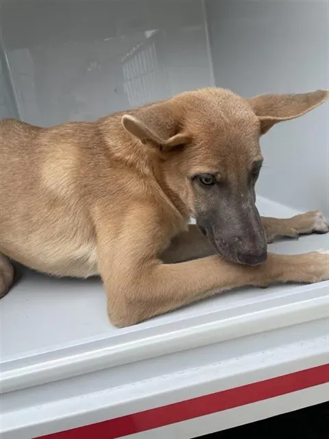 Adoptable Dog