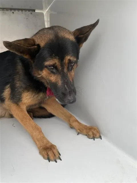 Adoptable Dog