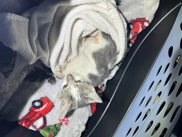 Adoptable Cat