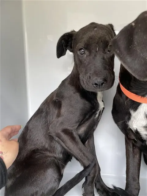 Adoptable Dog