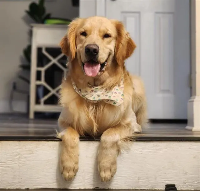 Gus