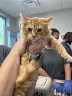 Adoptable Cat