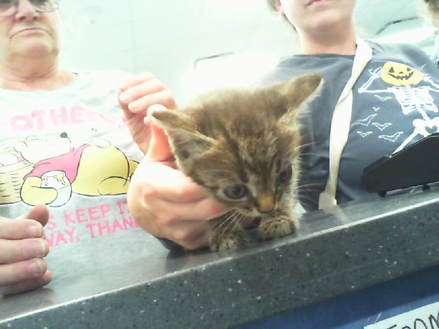 Adoptable Cat