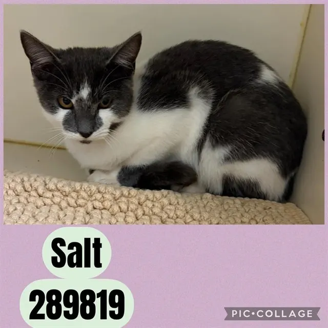 Salt