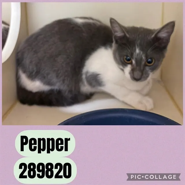 Pepper