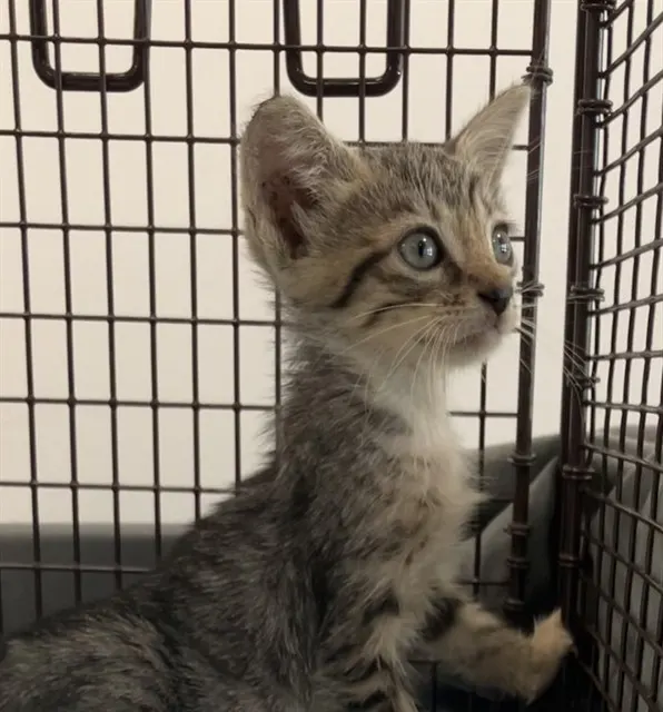 Adoptable Cat