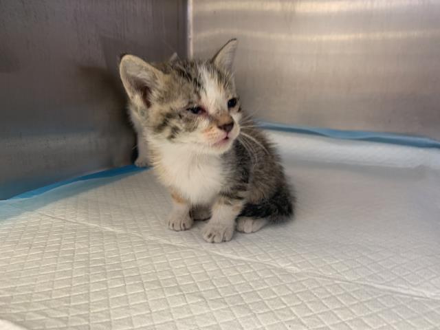 Adoptable Cat