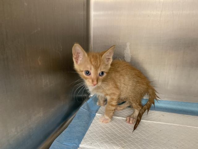 Adoptable Cat