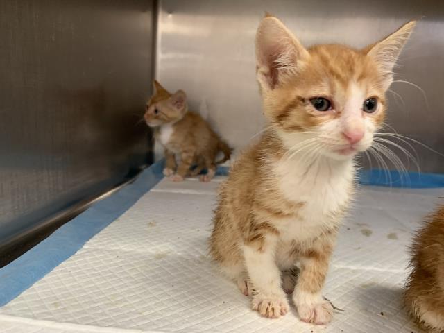 Adoptable Cat