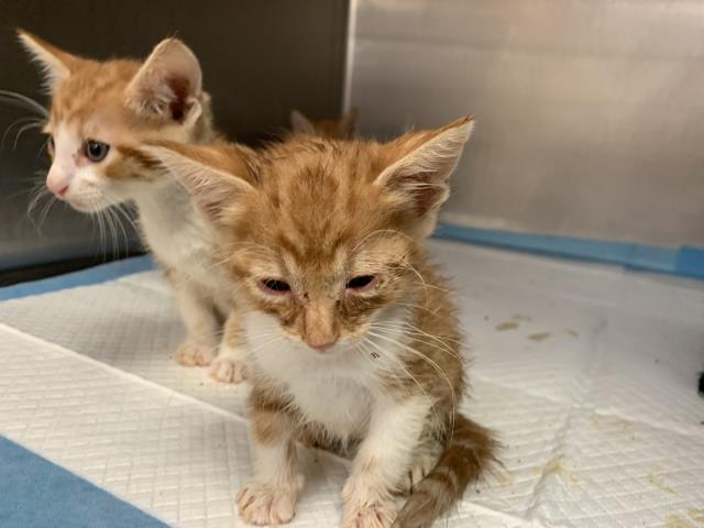 Adoptable Cat
