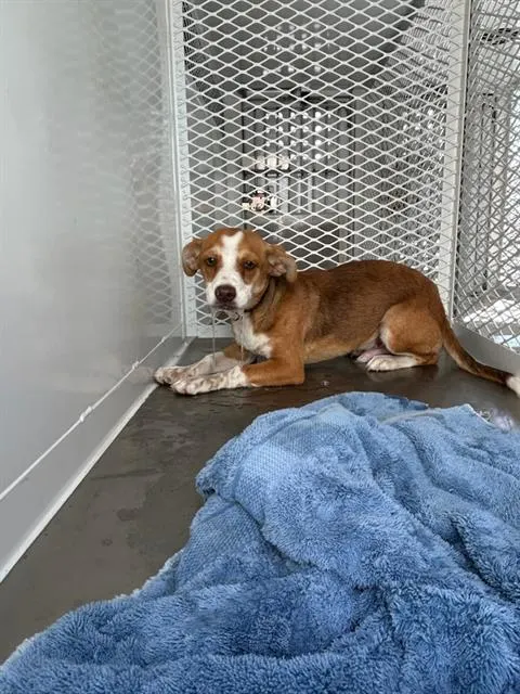 Adoptable Dog