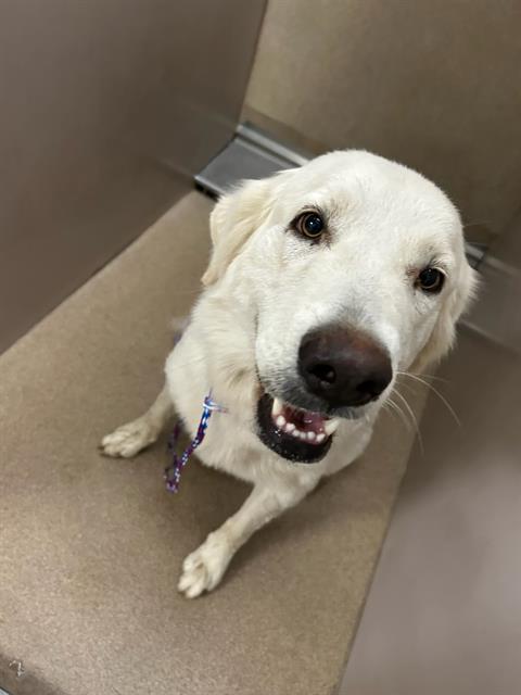 Adoptable Dog