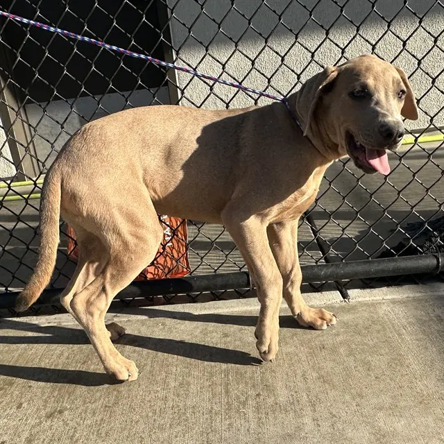 Adoptable Dog