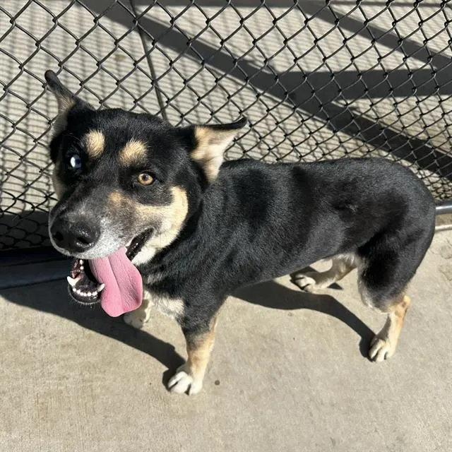 Adoptable Dog