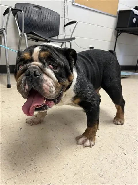 Adoptable Dog