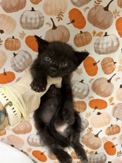 Taco