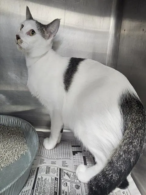 Adoptable Cat