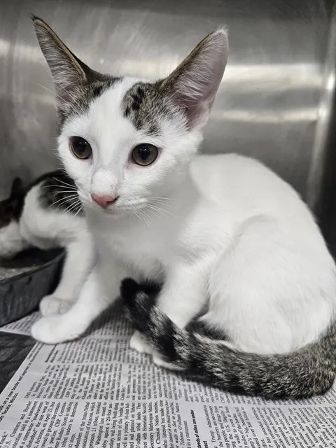 Adoptable Cat
