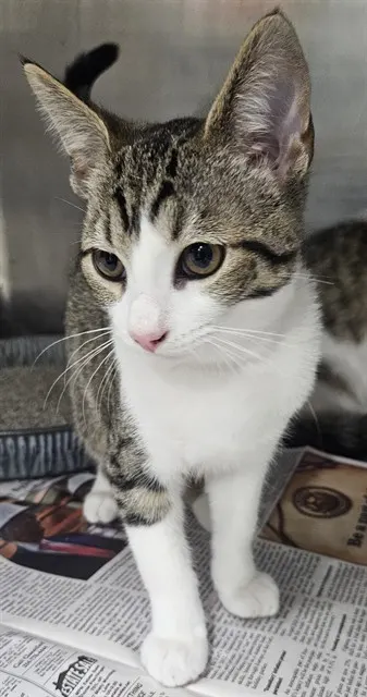 Adoptable Cat