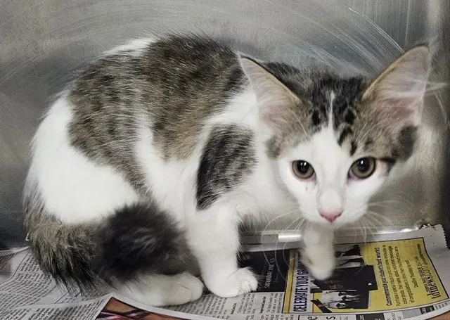 Adoptable Cat