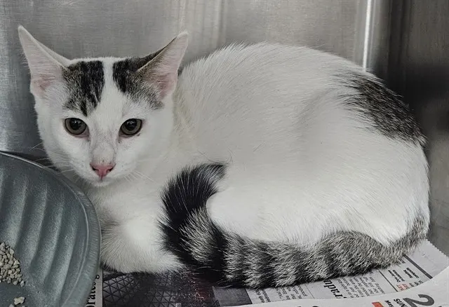 Adoptable Cat