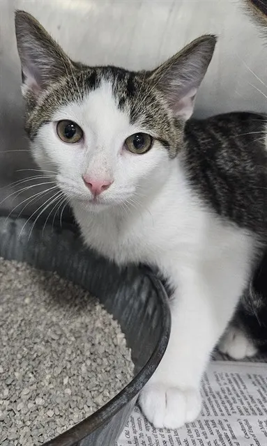 Adoptable Cat