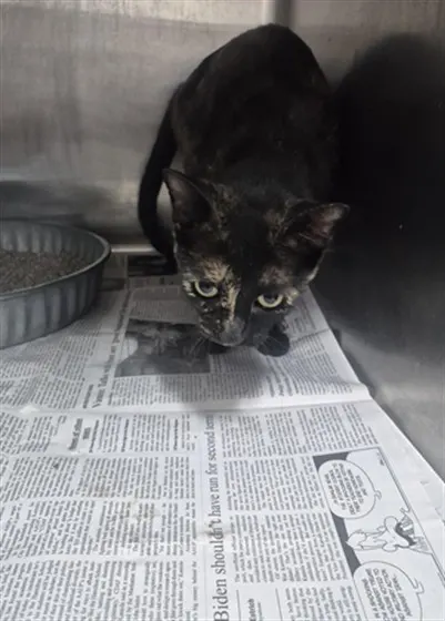 Adoptable Cat