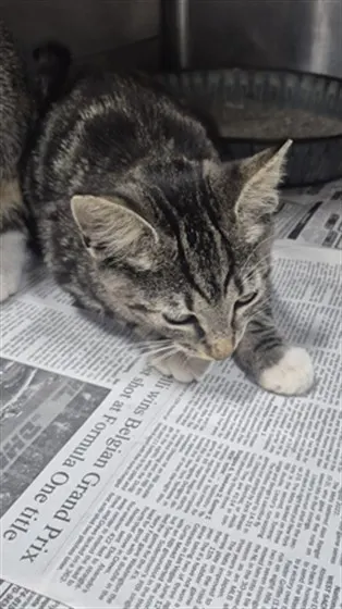 Adoptable Cat