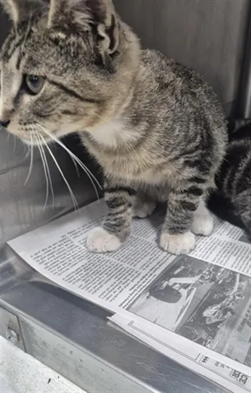 Adoptable Cat