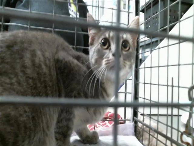 Adoptable Cat