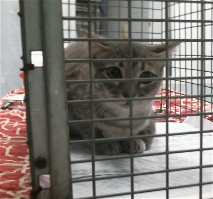 Adoptable Cat