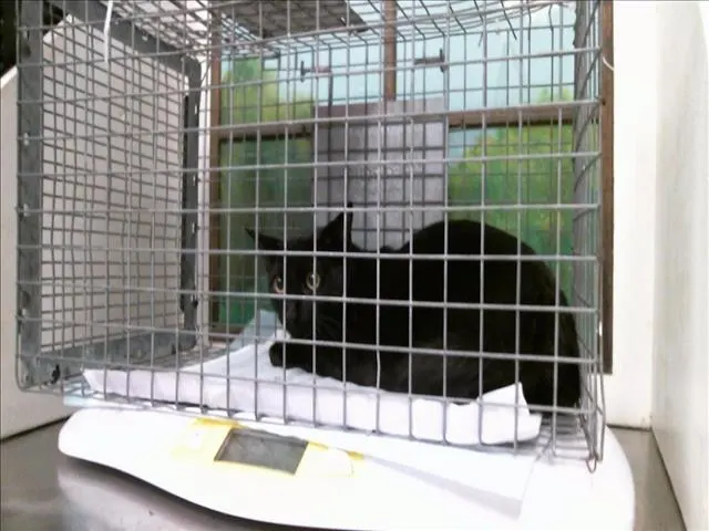 Adoptable Cat