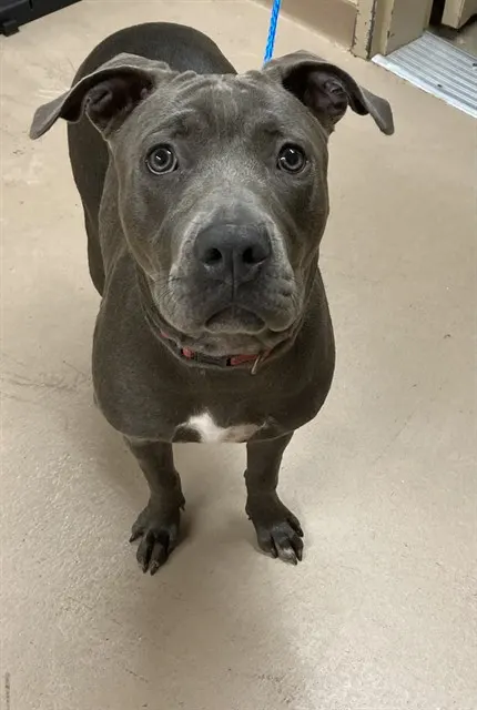 Maya