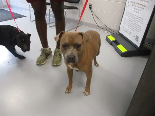 Adoptable Dog