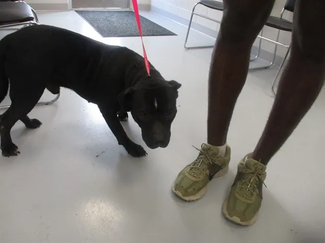 Adoptable Dog