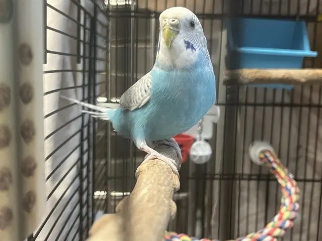 Zinky