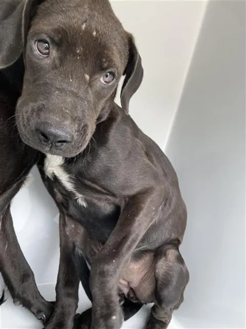 Adoptable Dog