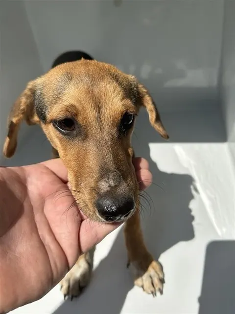 Adoptable Dog