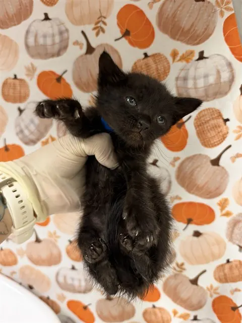 Peanut