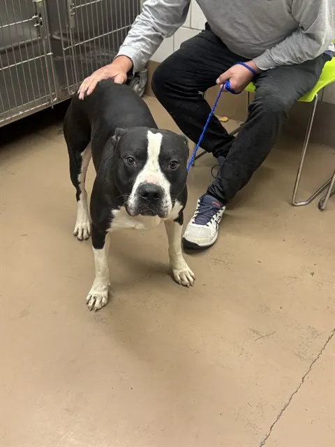 Adoptable Dog
