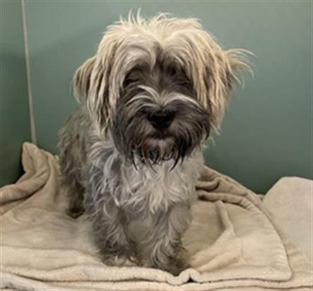 Adoptable Dog