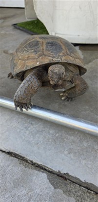 Franklin