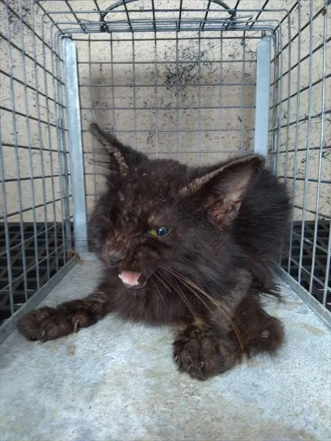 Adoptable Cat